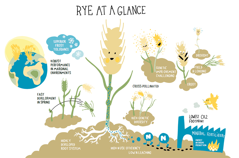 Rye at a Glance_
