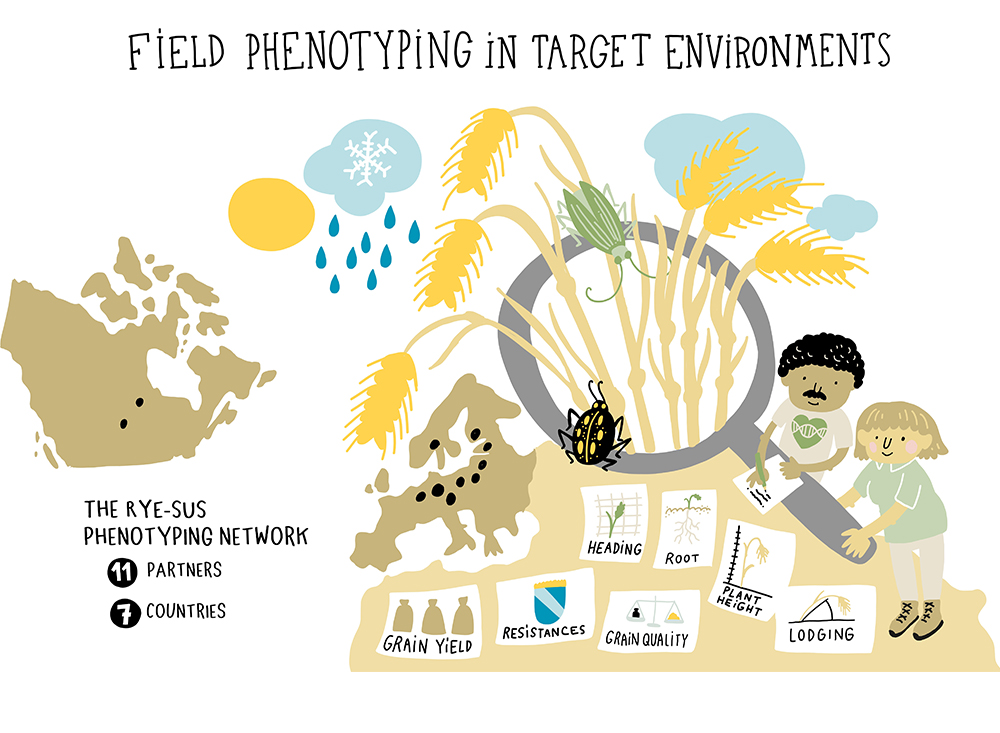 WP3_field phenotyping target environments